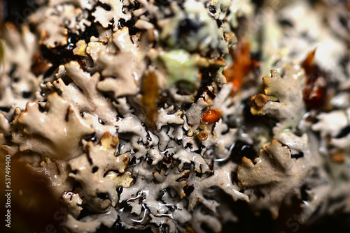 mosses and lichens on a macro scale