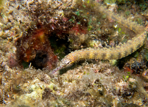 A Schultz pipefish on rocks Boracay Island Philippines photo