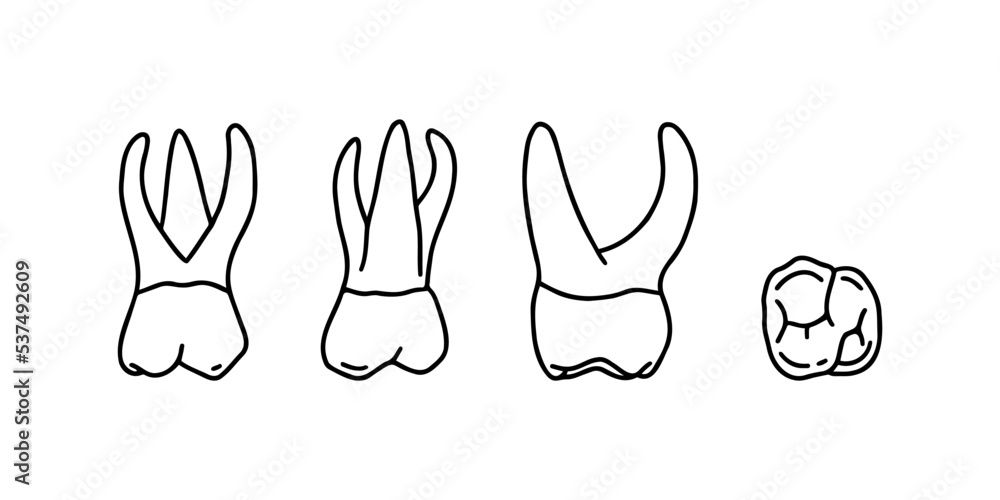 Human upper jaw teeth. Outline, anatomical, hand drawn illustration on white background. Vector Stock. Human upper jaw teeth. Outline, anatomical, hand drawn illustration on white background. Vector Stock.