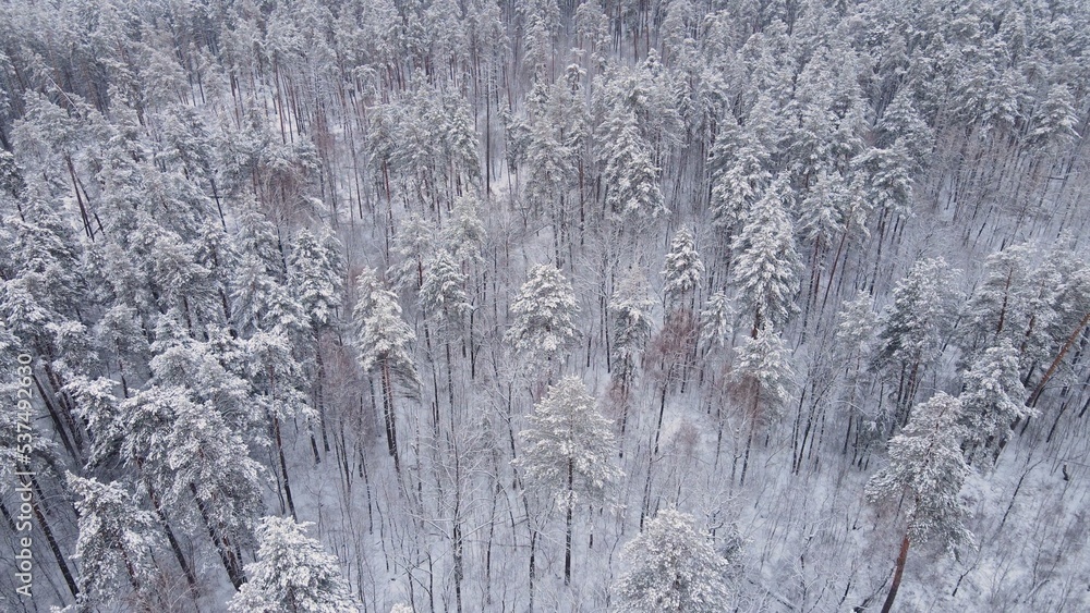 Aerial view of a snow-covered ancient pine forest.