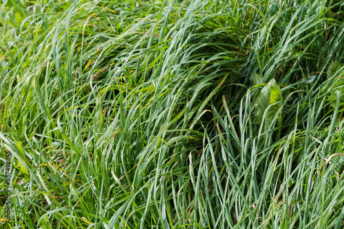 High dense grass covered with morning dew in early autumn