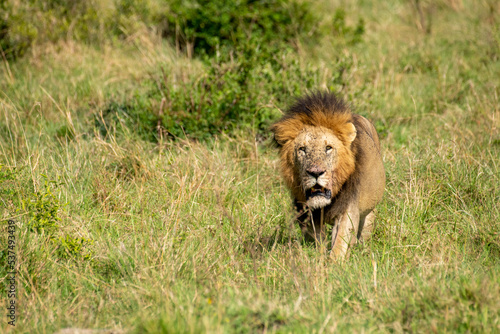 Maasai Mara Lion