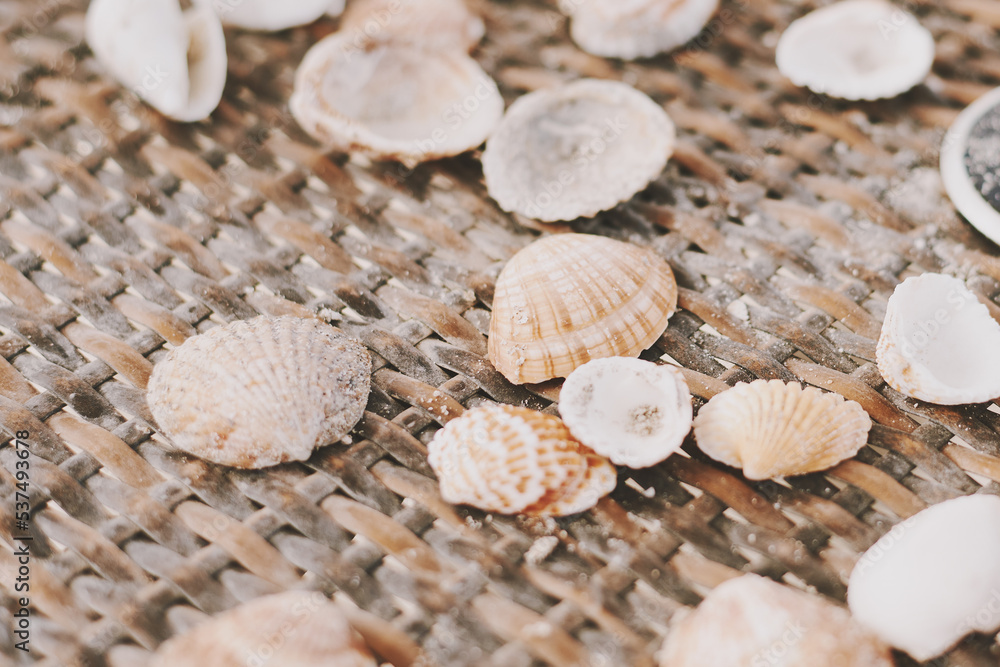 Many sea shell on a sunbed, close up
