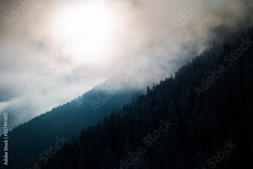 Cloudy forrest in the swiss alps