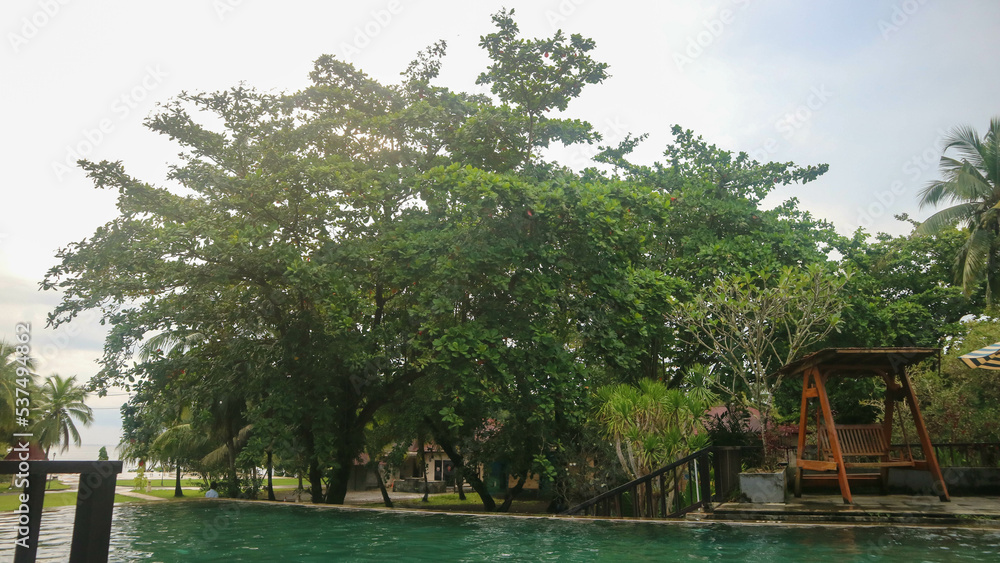 swimming pool, trees and cloudy sky