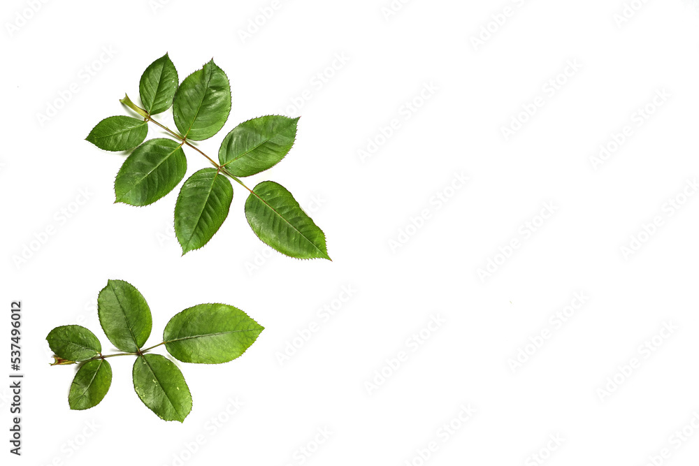 green leaves isolated on white green leaves isolated on white