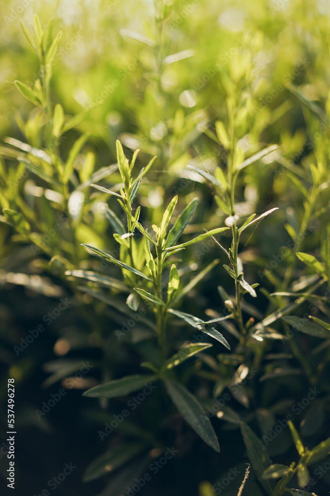 Fototapeta premium Wild grass with water drops in the early morning