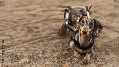 The dog in the wheelchair lies on the sand and looks at the camera, the dog on the beach