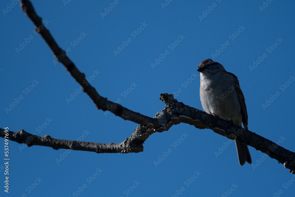 Chipping Sparrow with sunlight from the side Chipping Sparrow with sunlight from the side