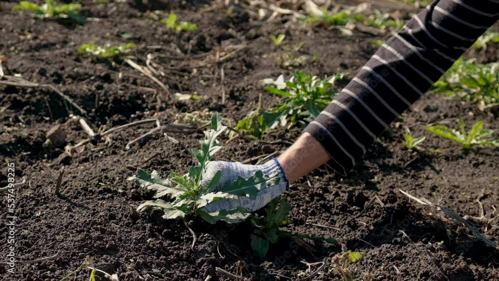 The farmer picks weeds in the garden. Selective focus. The farmer picks weeds in the garden. Selective focus.