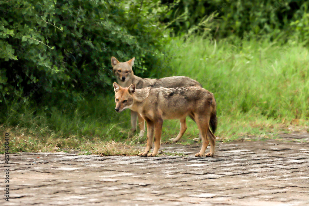 Jackals in a forest... couple roaming around in the woods. Jackals in a forest... couple roaming around in the woods.