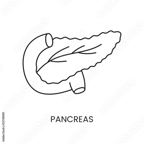 The human pancreas is an anatomical icon line in a vector, an illustration of the internal organ of the abdominal cavity.