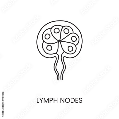Human lymph node are an anatomical icon line in a vector, an illustration of the surface structures of the human body.