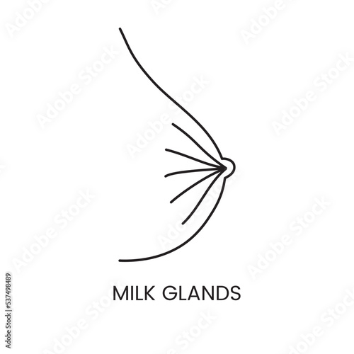 Human mammary gland icon line in vector, illustration of the superficial structures of a woman's body. Milk glands.