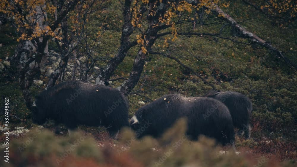 Musk Ox Herd Walking In The Mountains In Dovrefjell-Sunndalsfjella ...