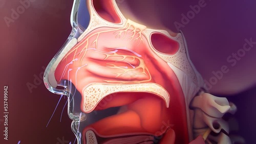 Air flowing through nasal animation video | airflow in nasal animated video photo