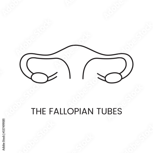 Human fallopian tubes icon line in vector, illustration of the internal organ, for gynecology. photo