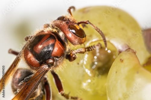 European Hornet feeding on fruit, alive, autumn garden, vespa crabro