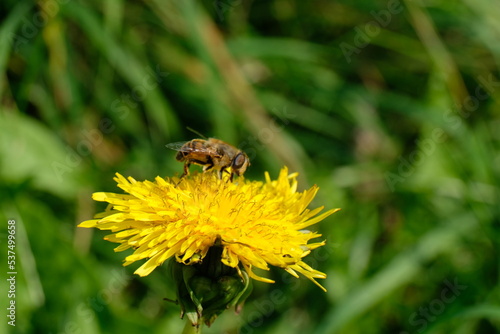 FU 2021-09-18 Feld 39 Auf der Löwenzahnblüte sitzt eine Biene © Sabine