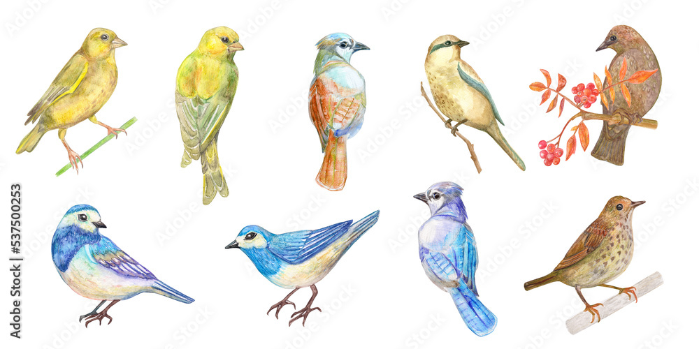 Collection of cute little birds. A yellow bird standing on a twig. Back view of birds. A brown bird sitting on a branch of a rowan tree. A set of nice bluebirds. Watercolor painting. png Collection of cute little birds. A yellow bird standing on a twig. Back view of birds. A brown bird sitting on a branch of a rowan tree. A set of nice bluebirds. Watercolor painting. png