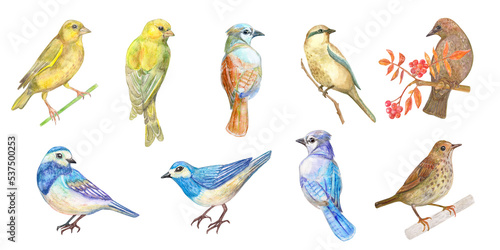 Collection of cute little birds. A yellow bird standing on a twig. Back view of birds. A brown bird sitting on a branch of a rowan tree. A set of nice bluebirds. Watercolor painting. png photo