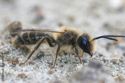 Closeup on a male of the rare Trimmers mining bee, Andrena trimmerana