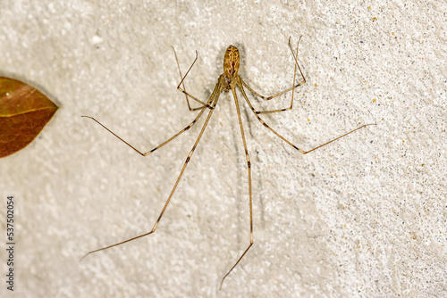 Longbodied Cellar Spider - Pholcus phalangioides