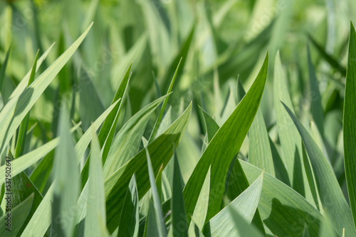 Green grass close-up-texture of natural background. Soft green textured background of many iris leaves