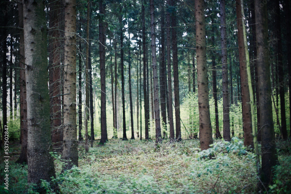 Obraz premium Nadelwald