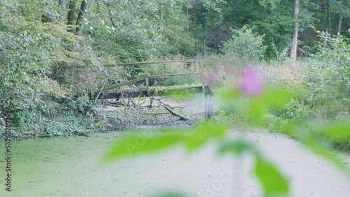 refocusing from flower to jetty in swamp