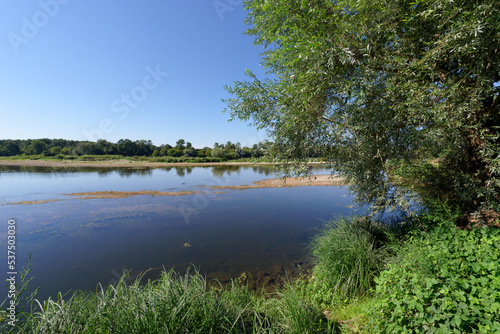 Alluvial forest along the Loire river near Saint-Benoît-sur-Loire village