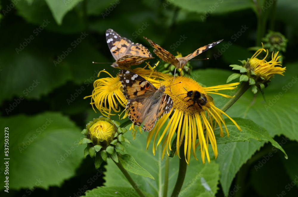 Butterflies on flowers. Vanessa cardui on yellow flowers. Butterflies on flowers. Vanessa cardui on yellow flowers.