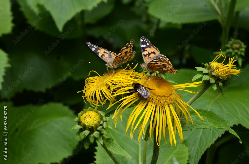 Butterflies on flowers. Vanessa cardui on yellow flowers. Butterflies on flowers. Vanessa cardui on yellow flowers.