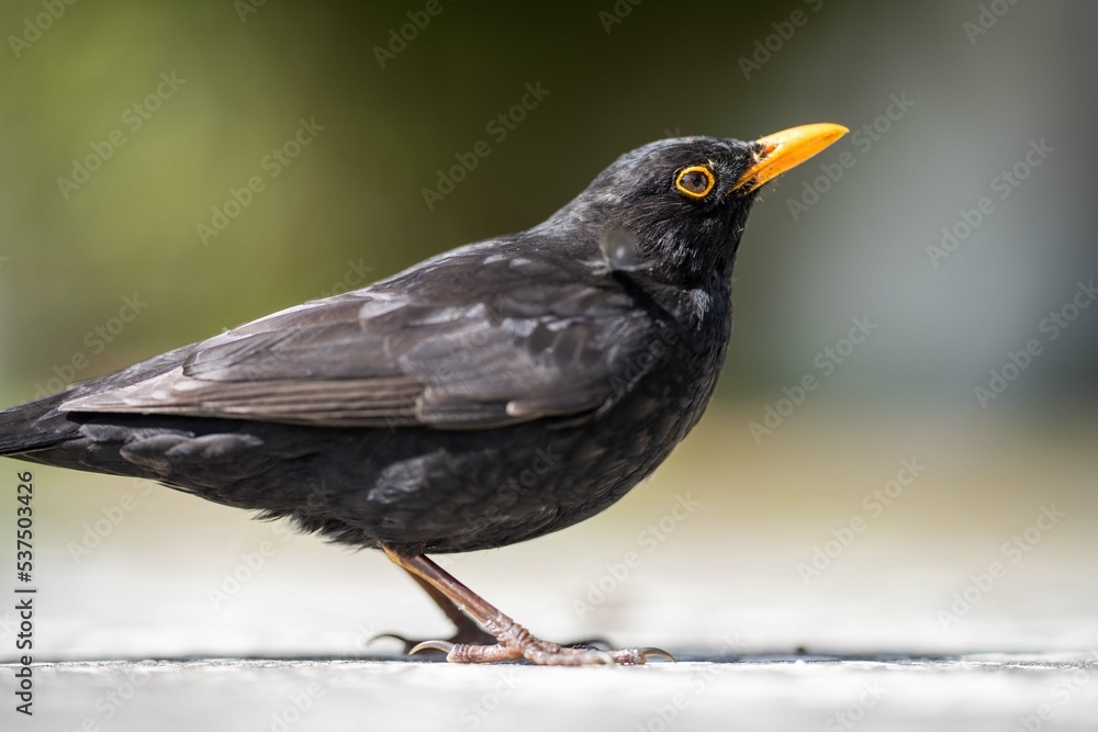close up of beautiful bird close up of beautiful bird
