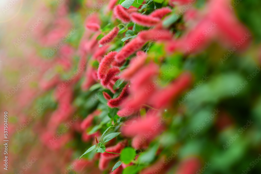 Acalypha reptans, Dwarf Chenille, the Lance Leaf Copper Plant Acalypha reptans, Dwarf Chenille, the Lance Leaf Copper Plant