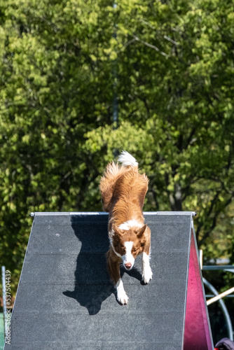 Border Collie dog behavioral goals techniques and to climb over an a-frame at an obstacle park facility for pets. 