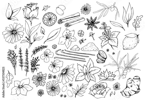 Herbal Tea cup vector set. Doodle Hand drawn sketch illustration