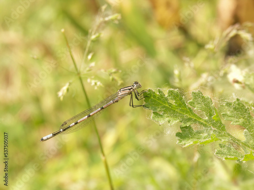 Closeup on a Common bluet damselfly, Enallagma cyathigerum, perched in the vegetation © Henk
