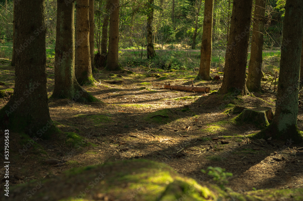 Naklejka premium path in the forest