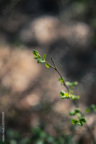 leaves on a tree