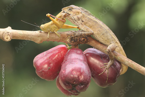 An oriental garden lizard is preying on a cricket. This reptile has the scientific name Calotes versicolor.
