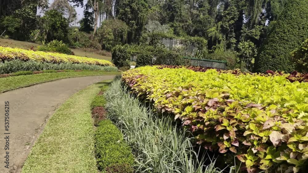 plants of the Royal Botanic Garden on the island of sri lanka, the botanical garden of peradeniya plants of the Royal Botanic Garden on the island of sri lanka, the botanical garden of peradeniya