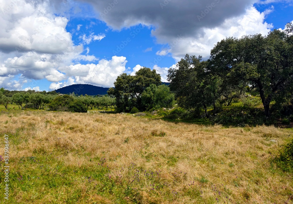 Trees in the meadows