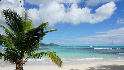 Fototapeta Naklejka Na Ścianę i Meble -  a palm tree on the beautiful Playa Breman next to Playa Rincon in the province of the Samana Peninsula in the Dominican Republic in the month of January 2022