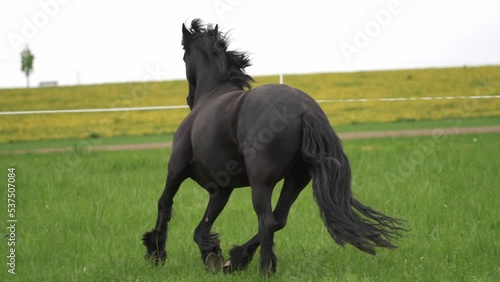 Black friesian horse runs gallop.