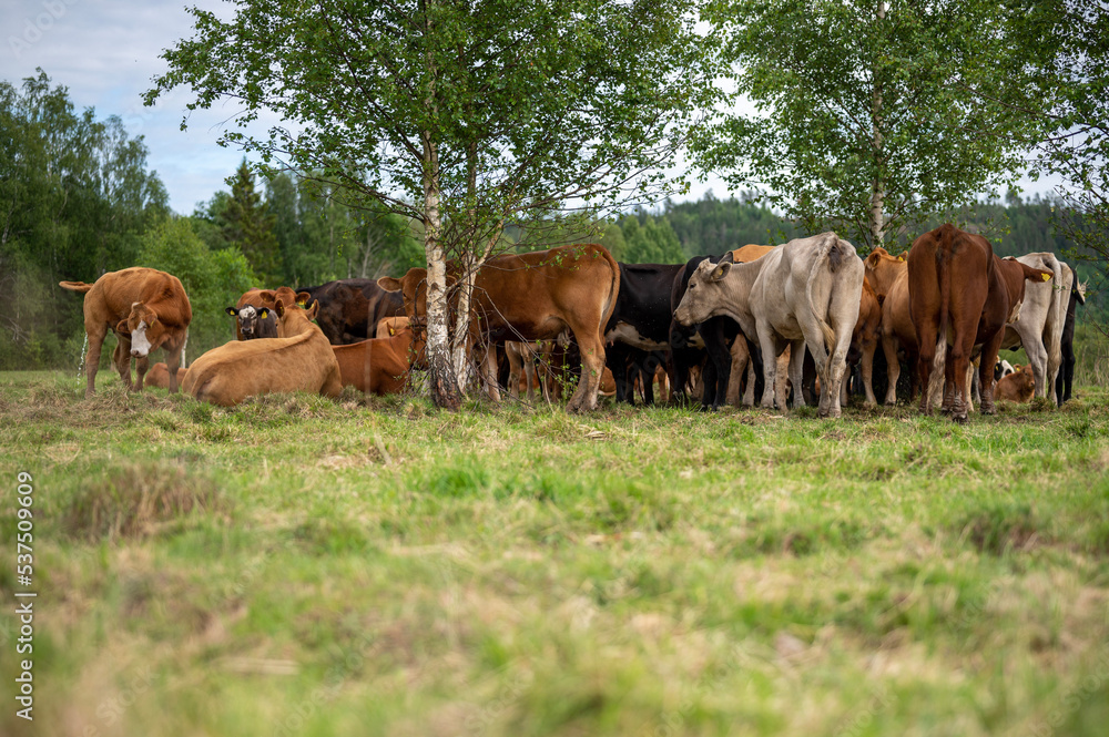 herd of cows herd of cows