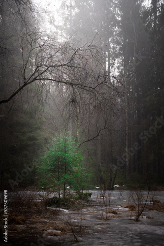 morning in the forest