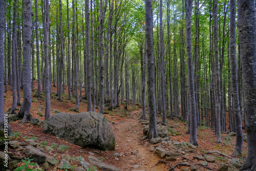 Autumn forest with sunlight. Natural background. Travel, way, hiking, trekking concept. National park Appennino Tosco-Emiliano. Lagdei, Emilia-Romagna