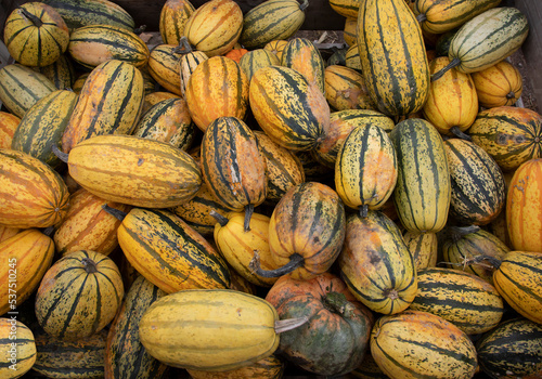 Delicata Squash fresh from a farmers market on a cool autumn day in Canada