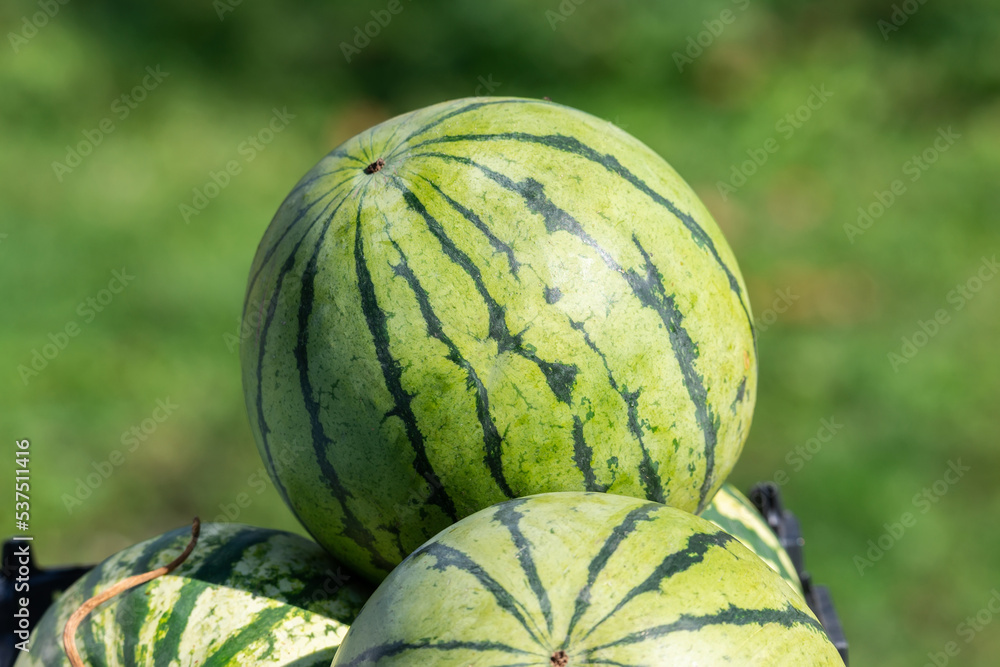 Ripe watermelons of the new harvest are sold in the bazaar.